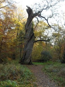 Alter abgestorbener Baum im Urwald