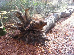 Umgestürzter alter Baum